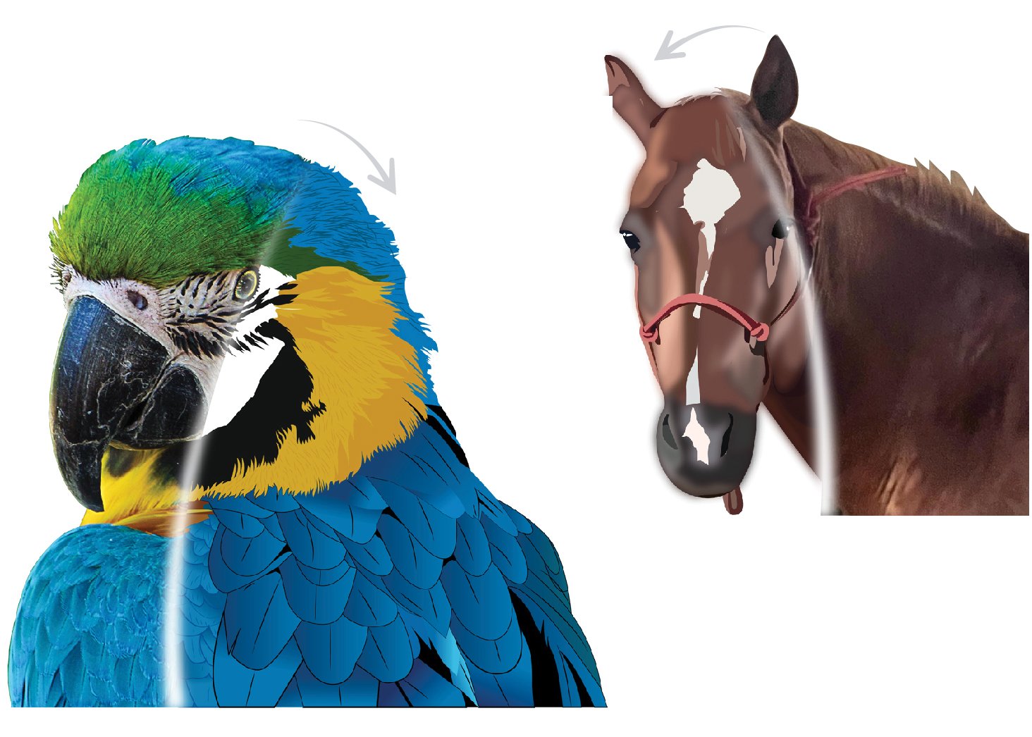 Pets and Animals Portrayed Vector Art Examples